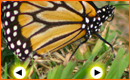 Enlazar fotogramas con botones (Galer�a) en Flash 8